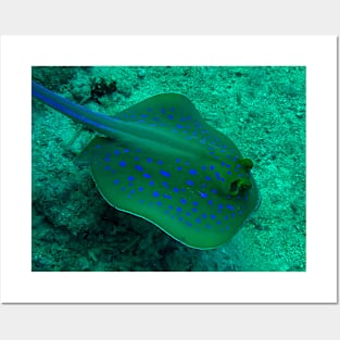 Blue spotted stingray Posters and Art